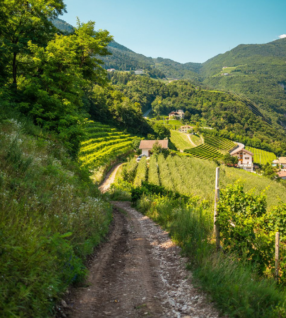 Cantina Roeno - Von Blumen