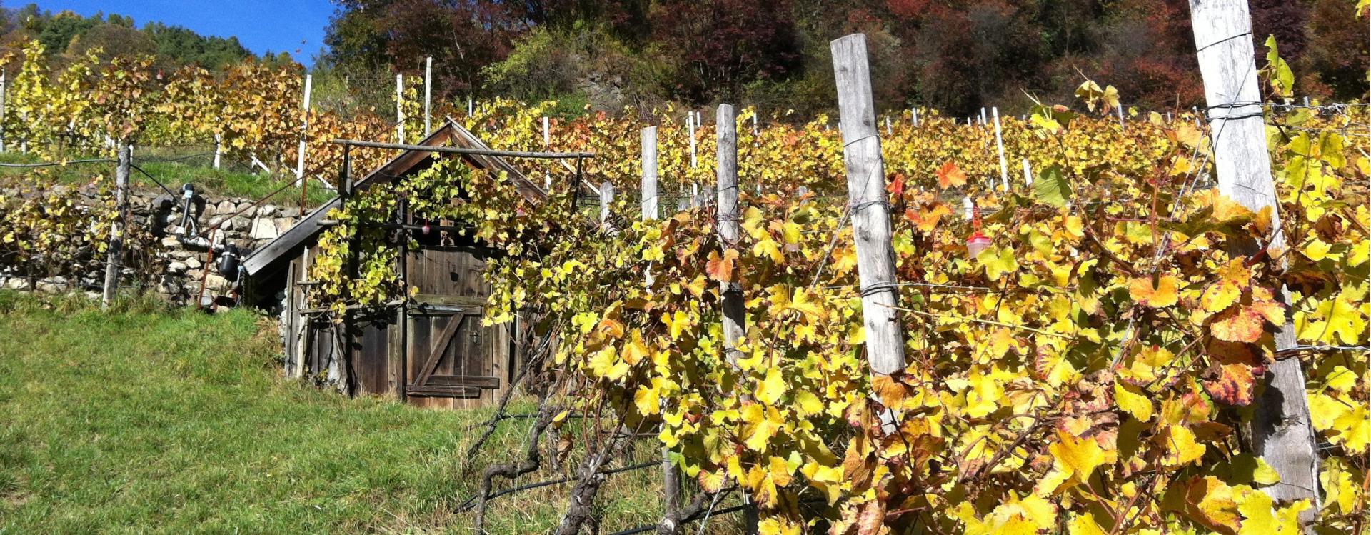 Azienda Vinicola Radoarhof