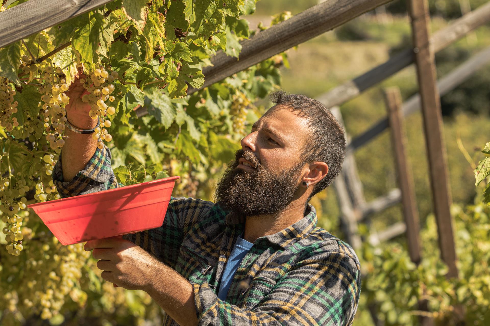 Manuel Taddei Manifattura vini