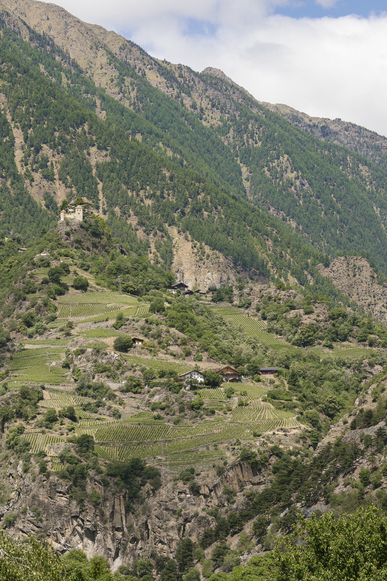 Azienda e Distilleria Unterortl - Castel Juval